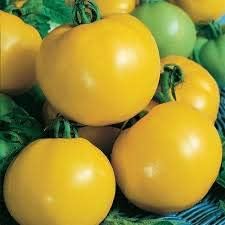 Heirloom Yellow Hybrid Tomato Vegetable Seeds