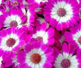 Flower Seeds, Seeds for Planting, Plant Seeds