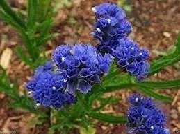 blue statice flower seeds