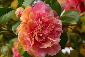 pink orange flower seeds