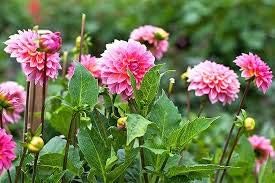 Flower Seeds, Seeds for Planting, Plant Seeds