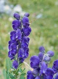 heirloom wolfsbane flower seeds