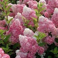 hydrangea paniculata flower seeds