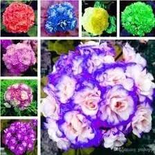 african flower flower seeds