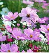 purple organic flower seeds