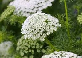 bishops flower flower seeds