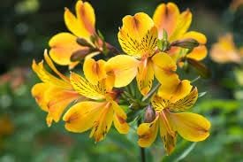 Flower Seeds, Seeds for Planting, Plant Seeds