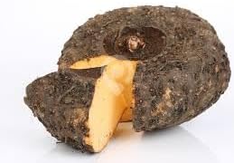 elephant foot plant seeds Elephant Foot Yam Seeds – Non-GMO Heirloom – Neeraseeds