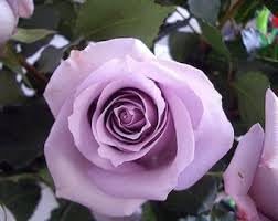 Flower Seeds, Seeds for Planting, Plant Seeds