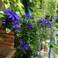 organic climbing flower seeds