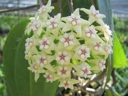 Flower Seeds, Seeds for Planting, Plant Seeds