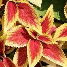 yellow red flower seeds