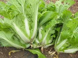 Cabbage Vegetable Seeds for Planting