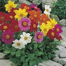 mixed multi flower seeds