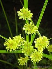 yellow cyperus flower seeds