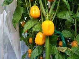 Aji Dulce Yellow Round Pepper Seeds for Planting