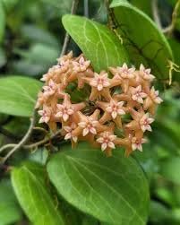 Flower Seeds, Seeds for Planting, Plant Seeds