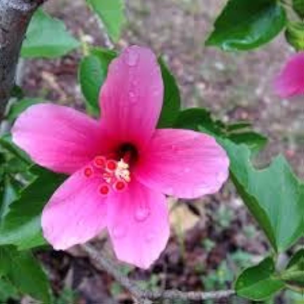 star hibiscus flower seeds