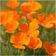 californica flower flower seeds