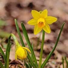 narcissus asturiensis flower seeds