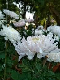 white chrysanthemum flower seeds