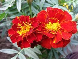 Flower Seeds, Seeds for Planting, Plant Seeds
