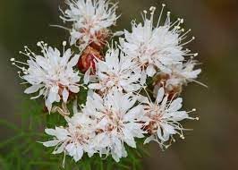 summer farewell flower seeds