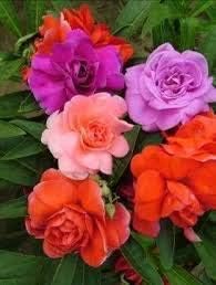 Flower Seeds, Seeds for Planting, Plant Seeds