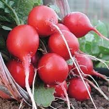 Organic Confetti Mix Cherry Radish Seeds for Planting