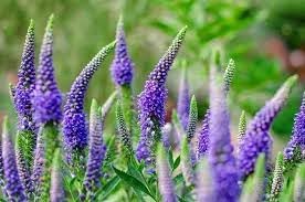 purple heirloom flower seeds