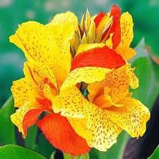 cleopatra flower flower seeds