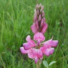 onobrychis flower flower seeds