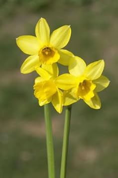 narzissen flower flower seeds