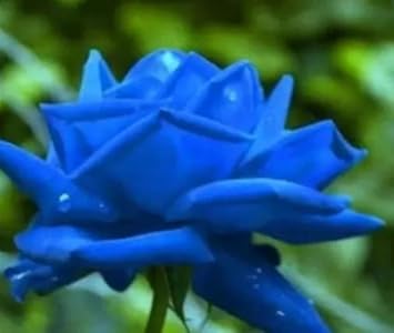 where to buy blue rose seeds Dark Blue Rose Flower Seeds for Planting – Heirloom, Non-GMO Seeds for – Neeraseeds