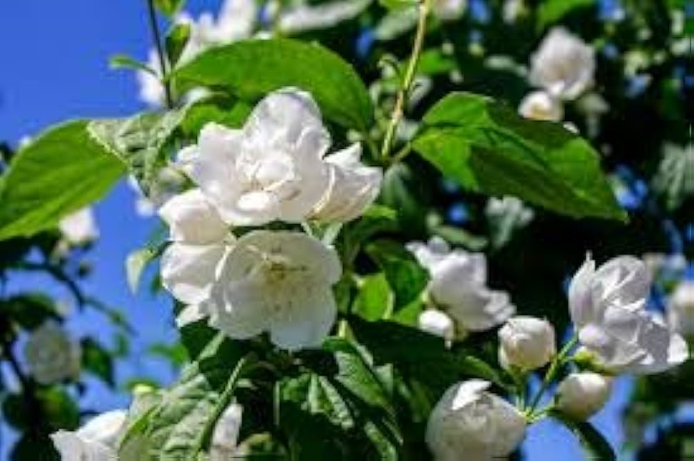 jasmine velvet flower seeds