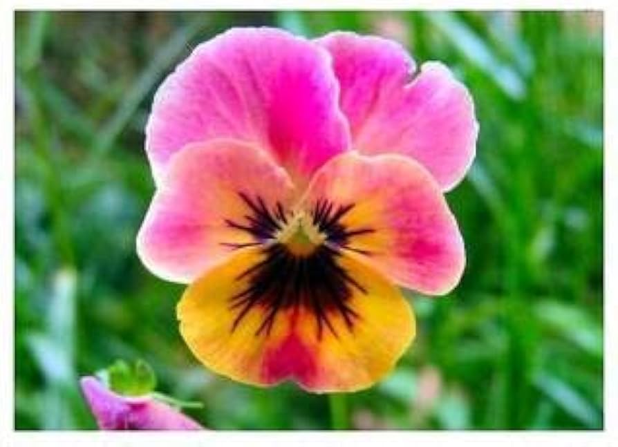 Pink Yellow Pansy Flower Seeds for Planting 100 pcs