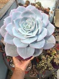 heirloom echeveria flower seeds
