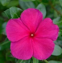 Flower Seeds, Seeds for Planting, Plant Seeds