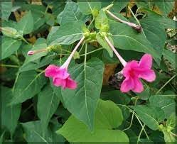 Flower Seeds, Seeds for Planting, Plant Seeds