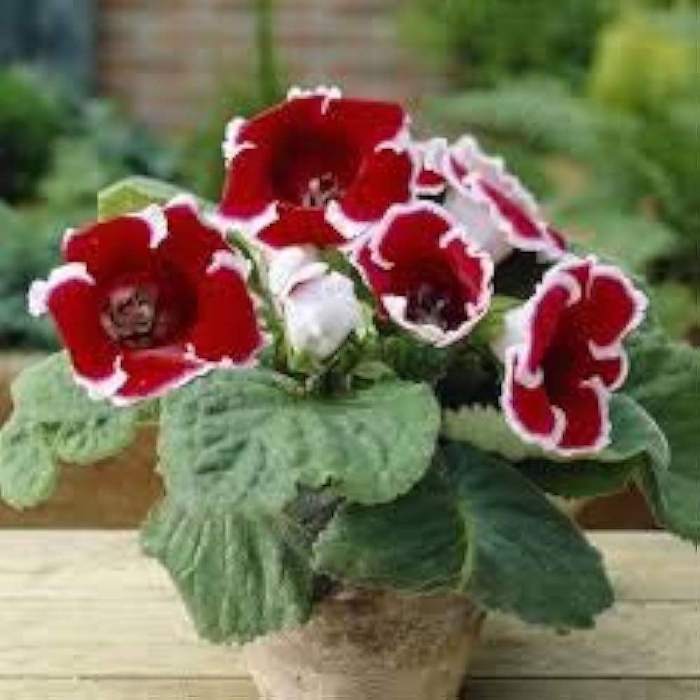gloxinia sinningia flower seeds