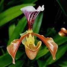 slipper orchid flower seeds