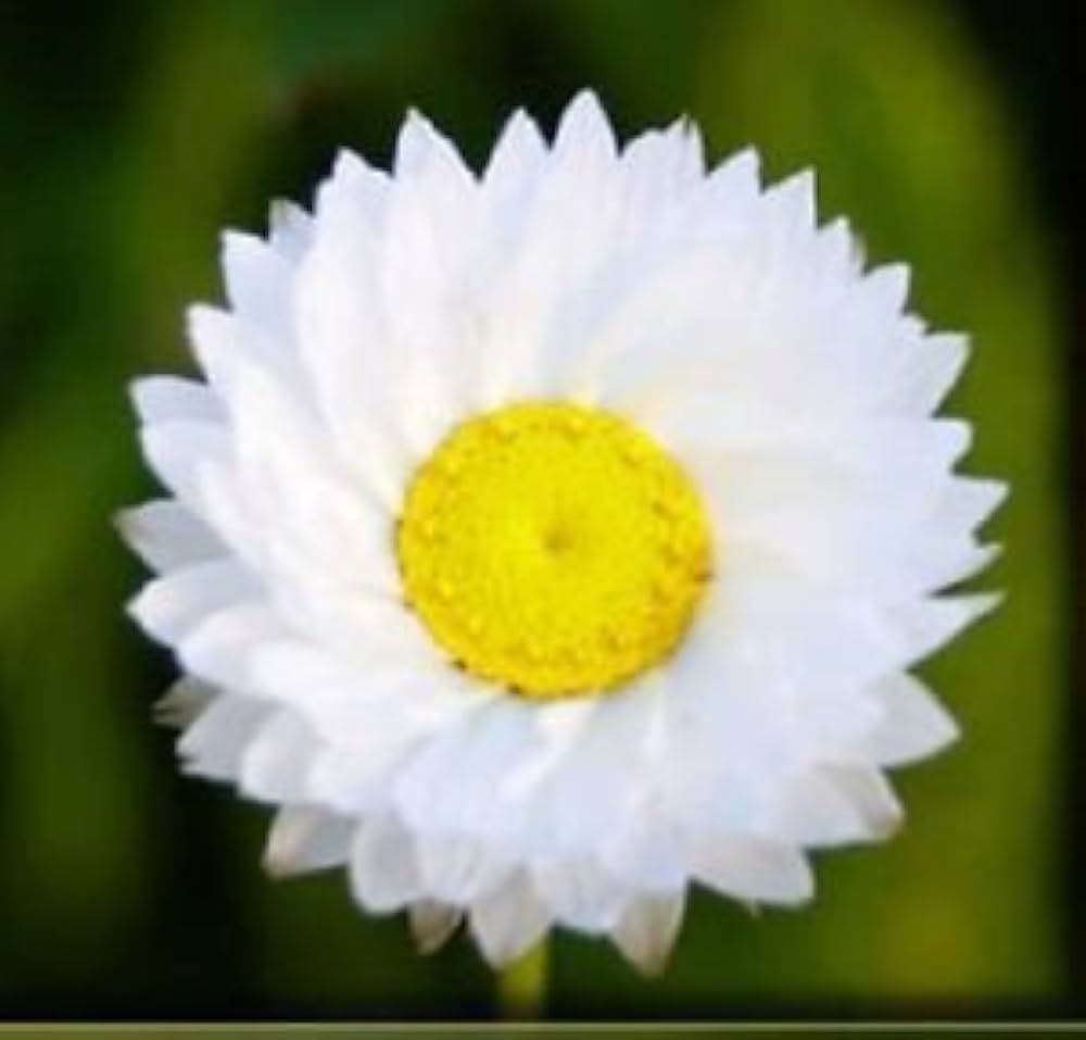white everlasting flower seeds