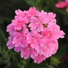 pink baby flower seeds