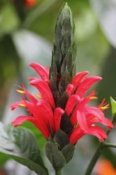 Flower Seeds, Seeds for Planting, Plant Seeds