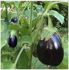 Bambino Eggplant Seeds for Planting