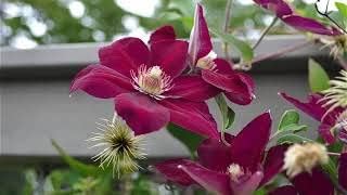 purple yellow flower seeds