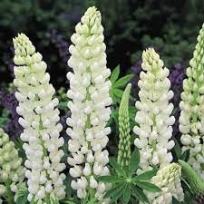 lupinus albus flower seeds