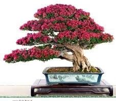 Flower Seeds, Seeds for Planting, Plant Seeds