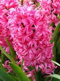 organic mixed flower seeds