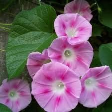 Flower Seeds, Seeds for Planting, Plant Seeds